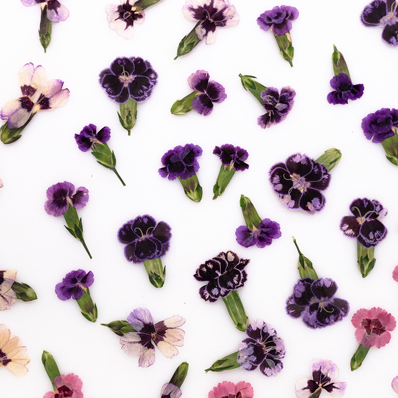 ดอกไดแอนธัสแห้งอัดเม็ด 24 ชิ้น - Resin Art Baby บทวิจารณ์และราคา