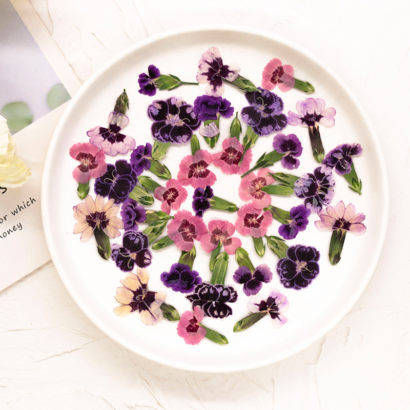 ดอกไดแอนธัสแห้งอัดเม็ด 24 ชิ้น - Resin Art Baby บทวิจารณ์และราคา