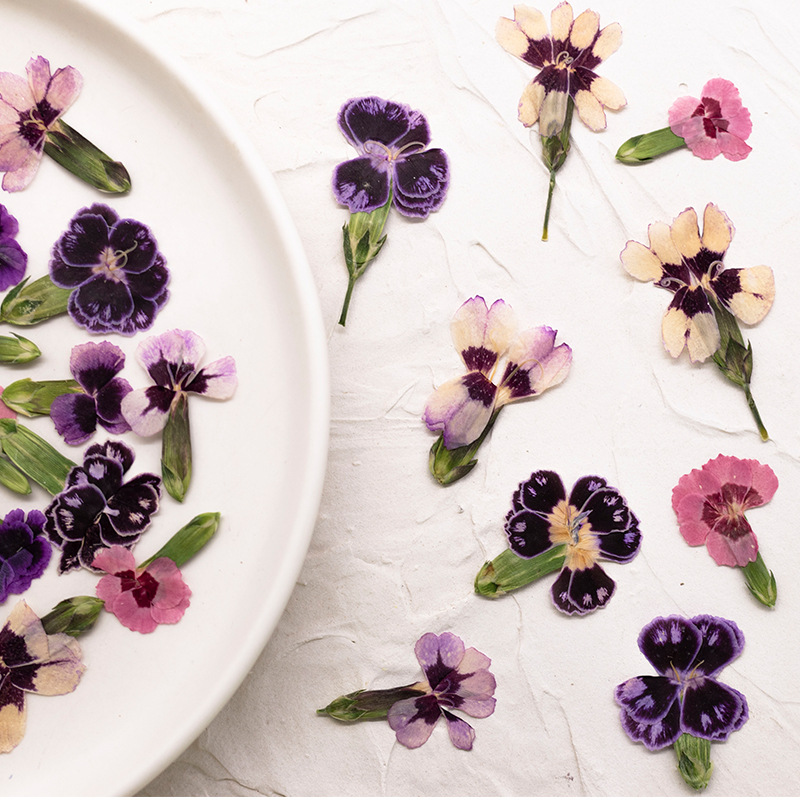 ดอกไดแอนธัสแห้งอัดเม็ด 24 ชิ้น - Resin Art Baby บทวิจารณ์และราคา